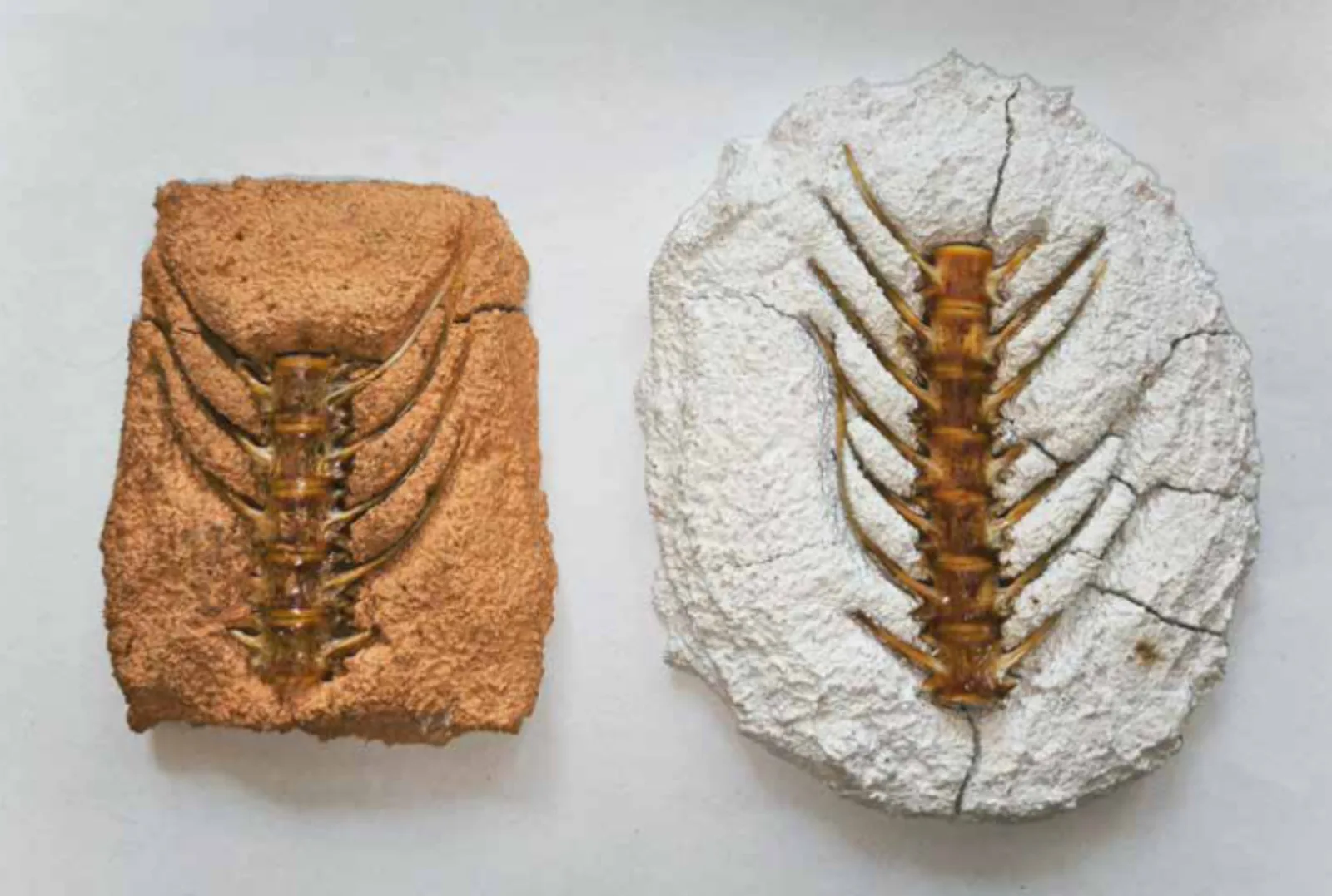 Experimento con materiales: revoque de cal de conchas con espinas de pescado incrustadas